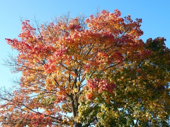 Devostock Autumn Leaves Emerge Fall 0