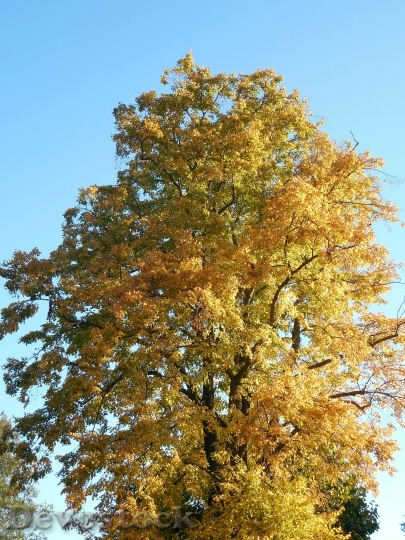 Devostock Autumn Leaves Emerge Fall