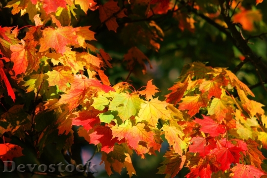 Devostock Autumn Leaves Emerge Nature