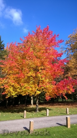 Devostock Autumn Leaves Essex Tree