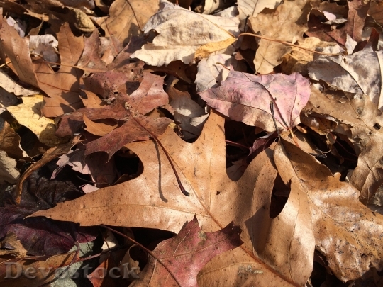 Devostock Autumn Leaves Fall 952792