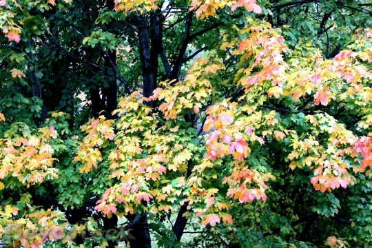 Devostock Autumn Leaves Fall Color 0