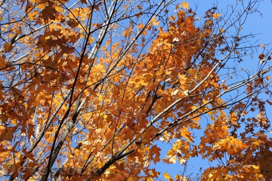Devostock Autumn Leaves Fall Color 1