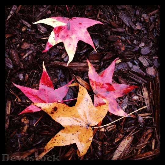 Devostock Autumn Leaves Fall Color 5