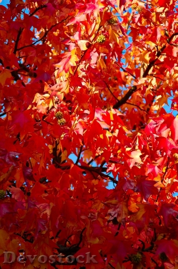 Devostock Autumn Leaves Fall Color 6