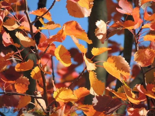Devostock Autumn Leaves Fall Color