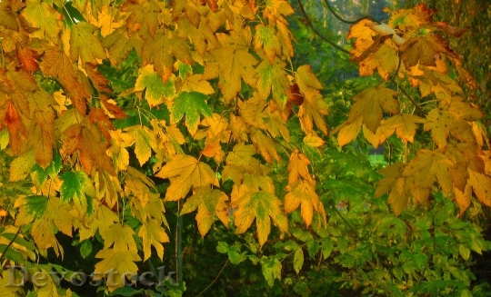 Devostock Autumn Leaves Fall Foliage 15