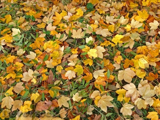 Devostock Autumn Leaves Fall Foliage 20