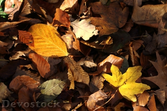 Devostock Autumn Leaves Fall Foliage