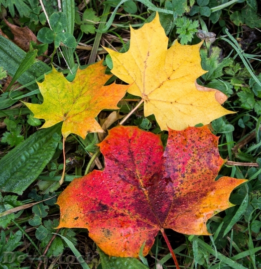 Devostock Autumn Leaves Fall Leaf