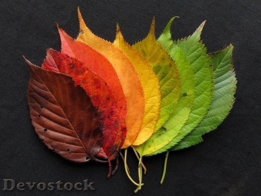 Devostock Autumn Leaves Fall Leaves 10