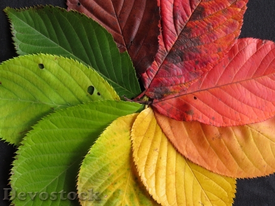 Devostock Autumn Leaves Fall Leaves 9