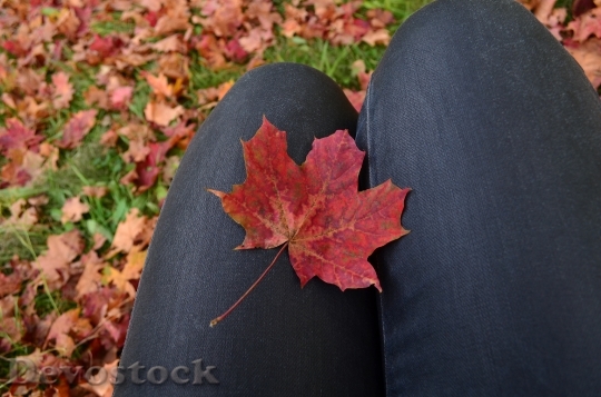 Devostock Autumn Leaves Fall Maple
