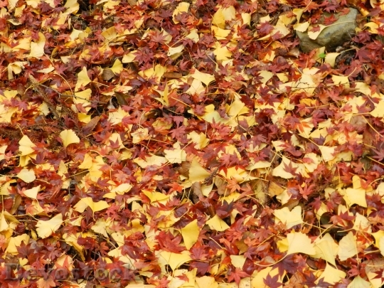 Devostock Autumn Leaves Fall Nature 3