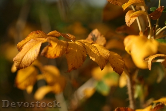 Devostock Autumn Leaves Fall Nature 5