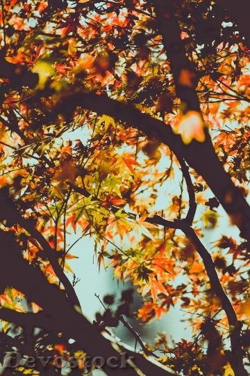 Devostock Autumn Leaves Fall Nature