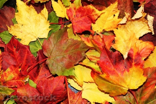 Devostock Autumn Leaves Fall October