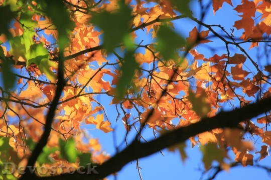 Devostock Autumn Leaves Fall Tree