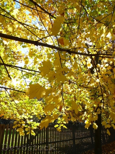 Devostock Autumn Leaves Fall Yellow