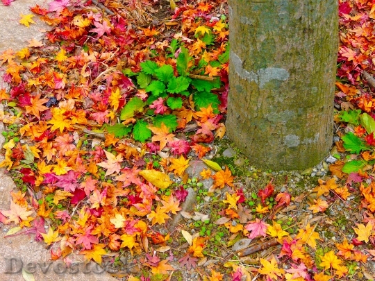 Devostock Autumn Leaves Fallen Ground