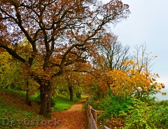 Devostock Autumn Leaves Forest 527429