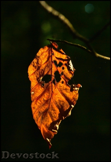 Devostock Autumn Leaves Forest Fall 1