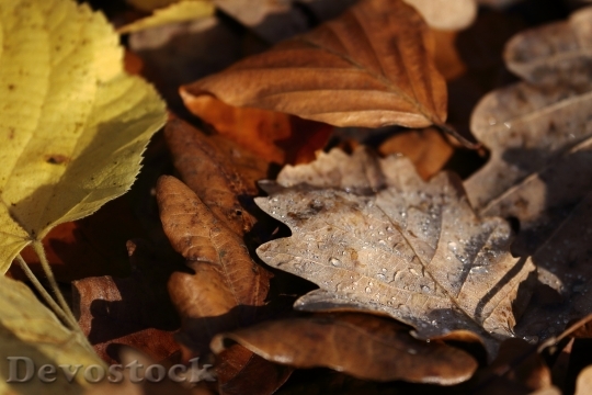 Devostock Autumn Leaves Forest Floor