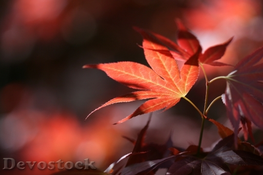 Devostock Autumn Leaves Forest Nature