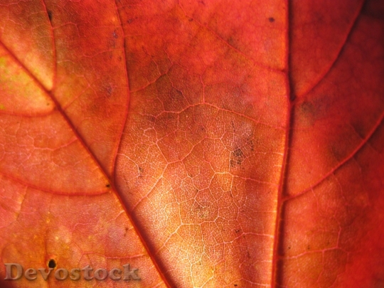 Devostock Autumn Leaves Forest Structure