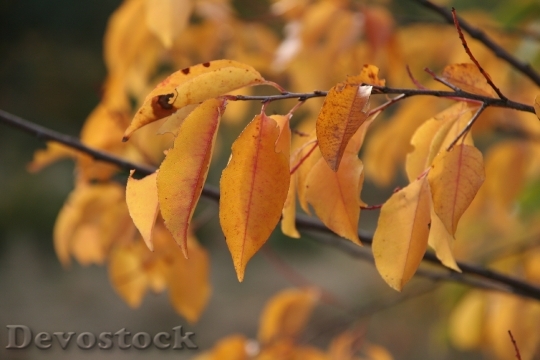Devostock Autumn Leaves Golden Autumn 23