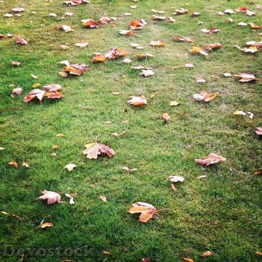 Devostock Autumn Leaves Grass 514431