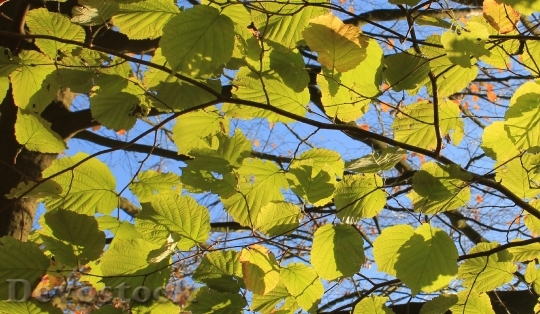 Devostock Autumn Leaves Green Fall