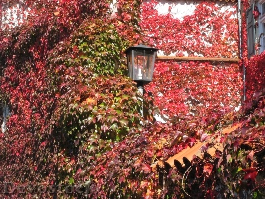 Devostock Autumn Leaves Hauswand Colorful