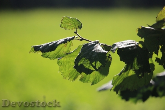 Devostock Autumn Leaves Hazelnut Green