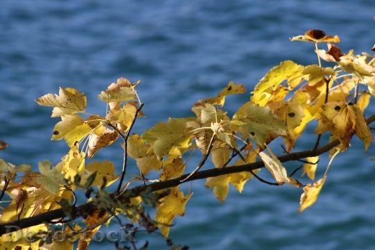 Devostock Autumn Leaves Lake Nature
