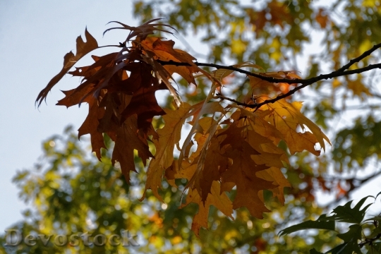 Devostock Autumn Leaves Leaf Fall 1