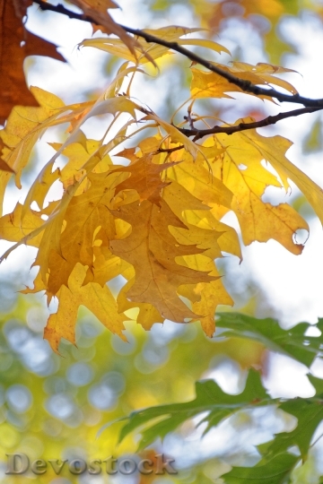 Devostock Autumn Leaves Leaf Fall