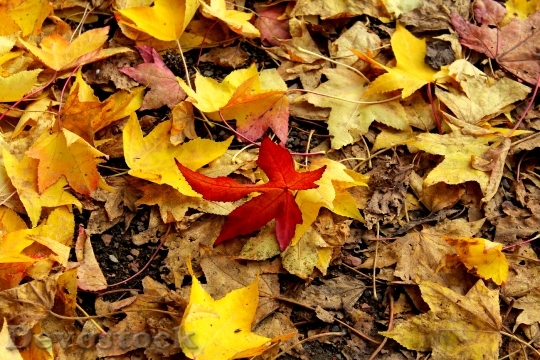 Devostock Autumn Leaves Leaf Forest