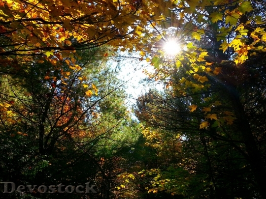 Devostock Autumn Leaves Leaf Season