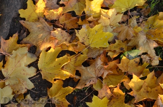 Devostock Autumn Leaves Leaf Yellow