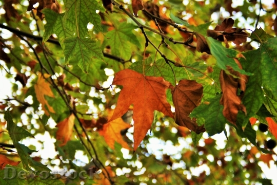 Devostock Autumn Leaves Leaves Foliage