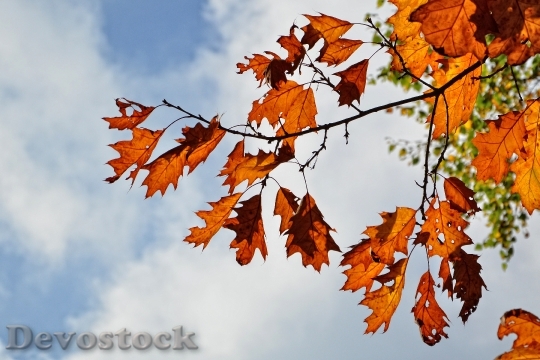 Devostock Autumn Leaves Leaves In 1