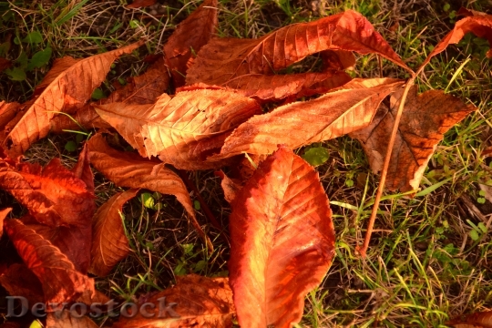 Devostock Autumn Leaves Leaves In 3