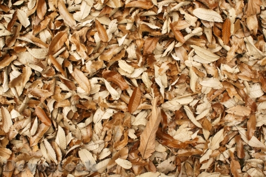 Devostock Autumn Leaves Leaves Texture
