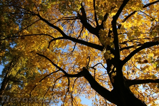 Devostock Autumn Leaves Light 1384748