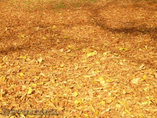 Devostock Autumn Leaves Light Shadow