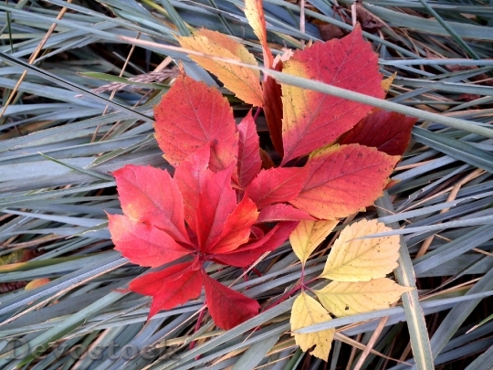 Devostock Autumn Leaves Listopad Grass
