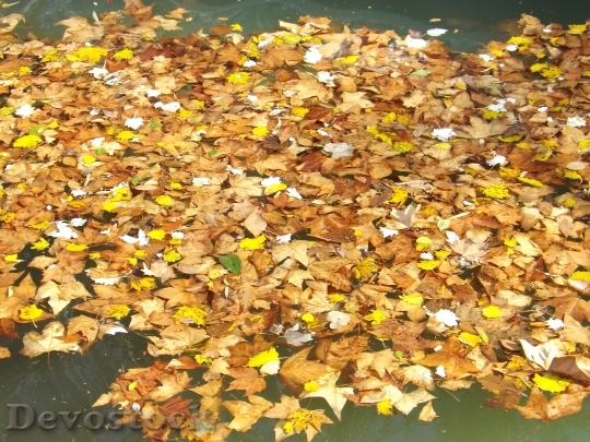 Devostock Autumn Leaves Maple Fall