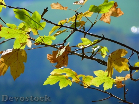 Devostock Autumn Leaves Maple Maple