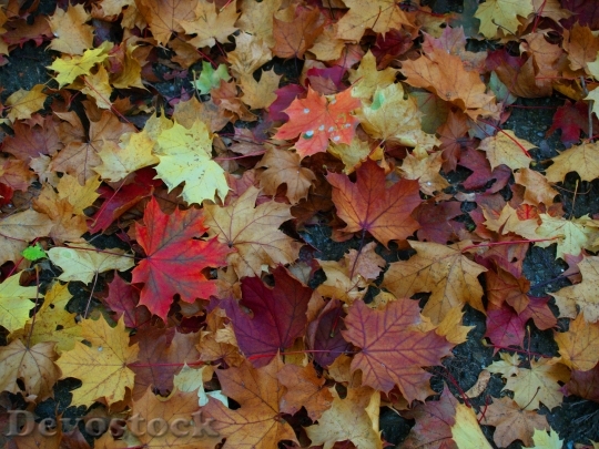 Devostock Autumn Leaves Maple Red